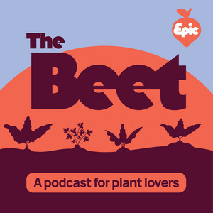 Spotify Embed: Best Tips for Beginner Gardeners