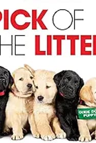 Pick of the Litter - A Sirvice Dogumentary