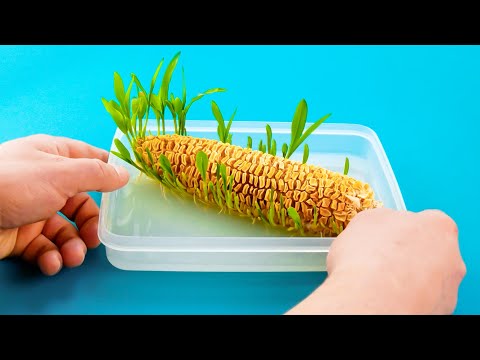 How To Grow Fruit & Vegetables At Home 🌱 No Garden Necessary!