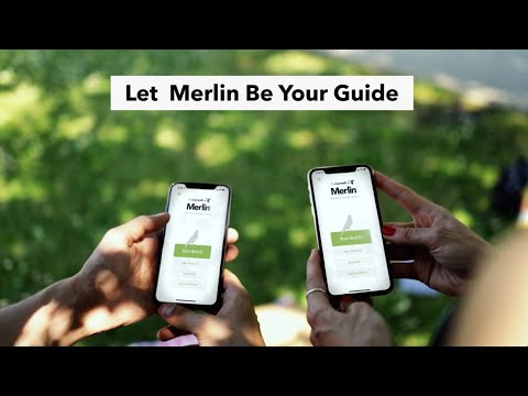 What’s that Bird? Merlin Bird ID Can Tell You