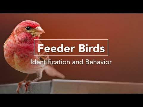 Bird Academy
