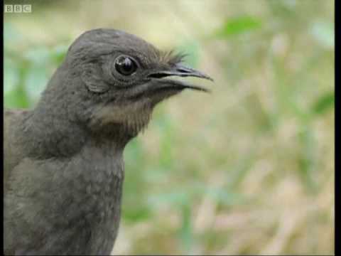 David Attenborough - Life of Birds - BBC Earth