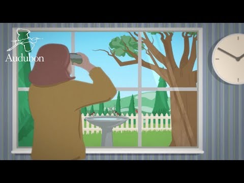 The Great Backyard Bird Count