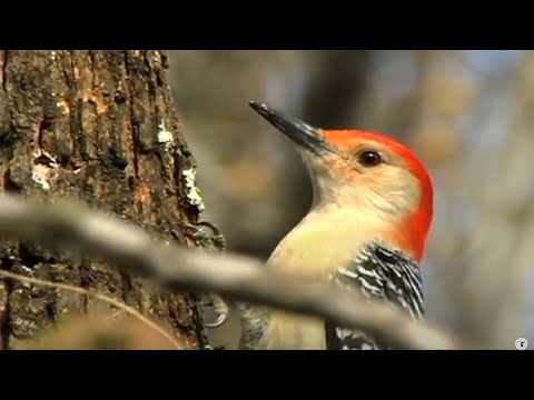 Project FeederWatch