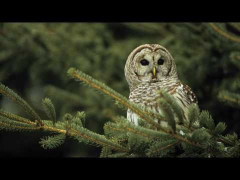 The World of Birds