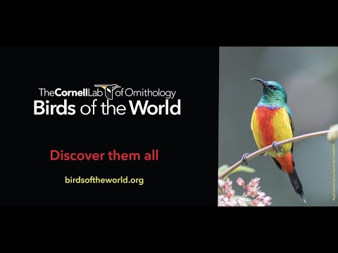 Birds of the World: In-depth species accounts for every bird in the world!
