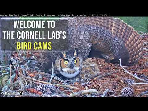 Welcome to the Cornell Lab's Bird Cams!