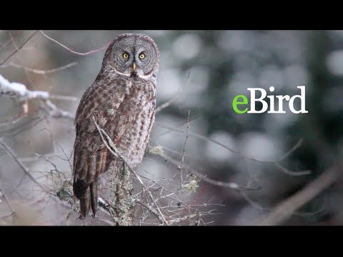 Introduction to eBird