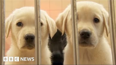 What does it take to raise a guide dog puppy? - BBC News