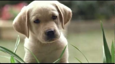 Quill: The Life of a Guide Dog - Official trailer