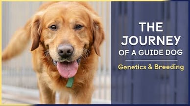 The Journey of a Guide Dog  | Documentary Series