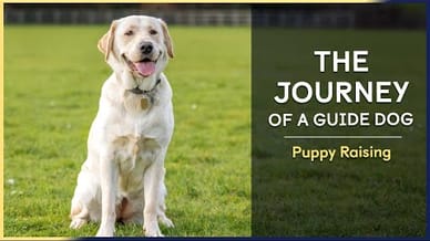 Puppy Raising | Episode 4 | The Journey of a Guide Dog