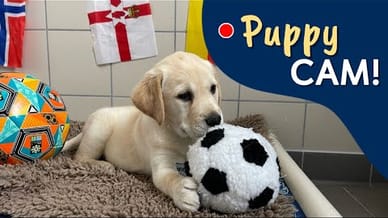 LIVE Puppy Cam 🐶