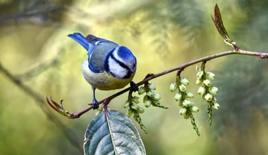Birdwatching