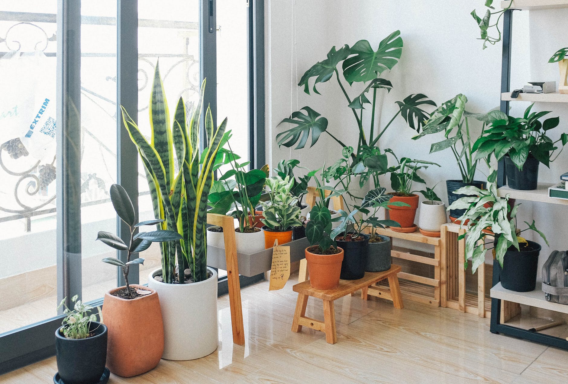 Houseplants Care