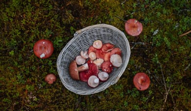 Foraging