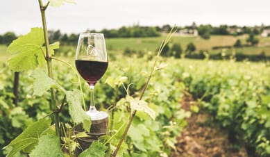 Wine Appreciation