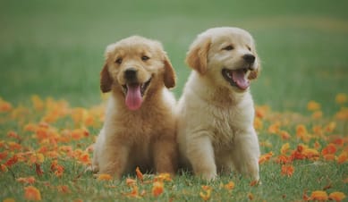 Raising a Guide Dog Puppy