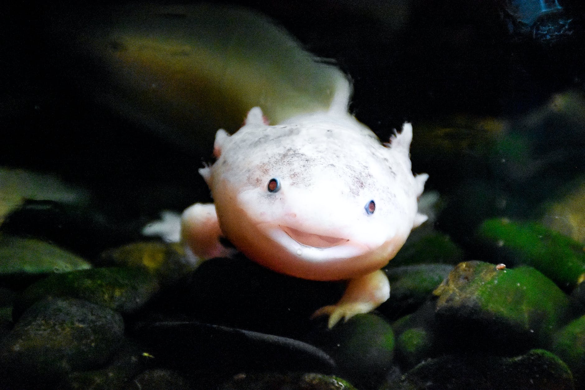 white fish under water
