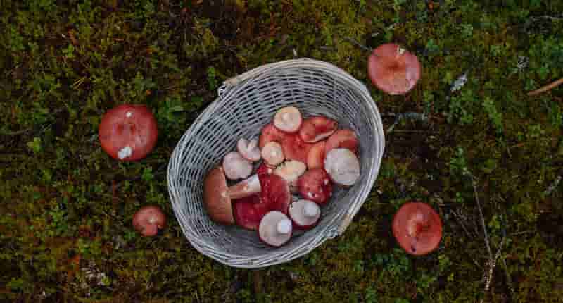 mushrooms in a woven basket