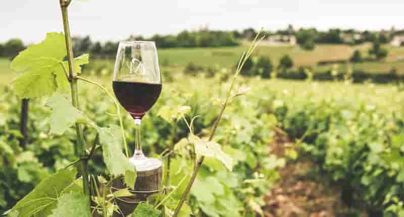 glass filled with wine