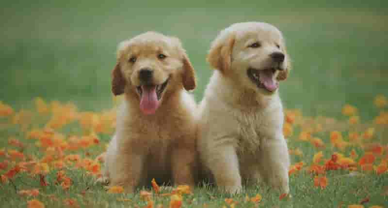 two yellow labrador retriever puppies
