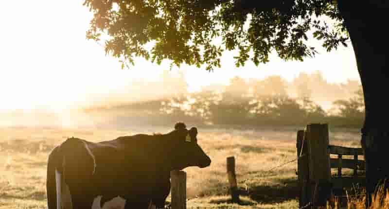black and white cow in front of green leafed tree