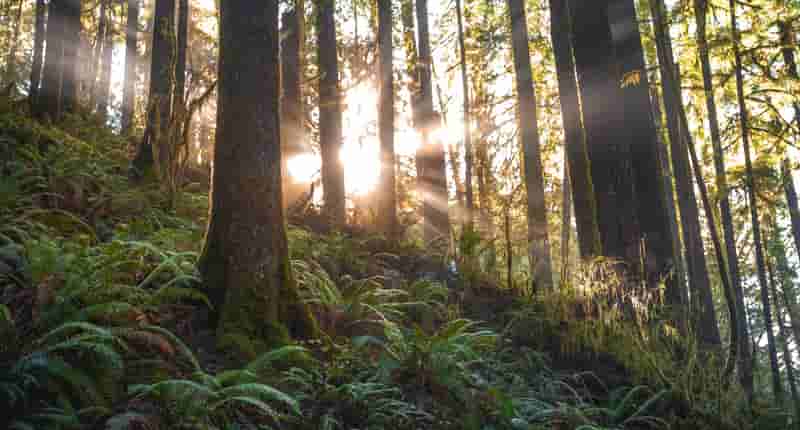 Scenic Photo of Forest with Sunlight