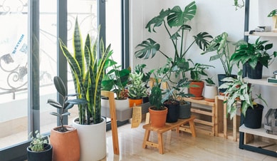 Houseplants Care