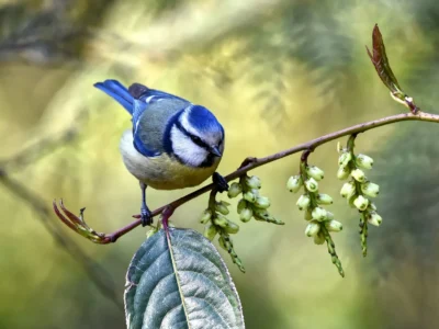 close up photo of blue bird perched on branch