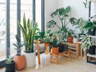 potted green indoor plants