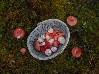 mushrooms in a woven basket