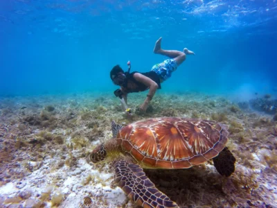 brown tortoise in body of water beside man
